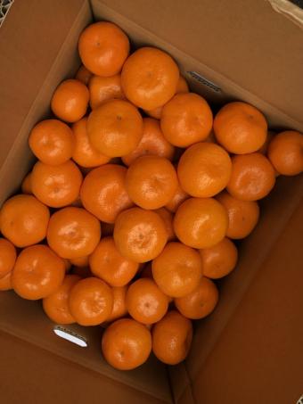 限定セール，定番 17日以降発送 訳あり 有田みかん １５KG ２Lサイズ以下 生産者直送(かんきつ類)｜売買されたオークション情報、yahooの商品情報をアーカイブ公開 - オークファン かんきつ類
