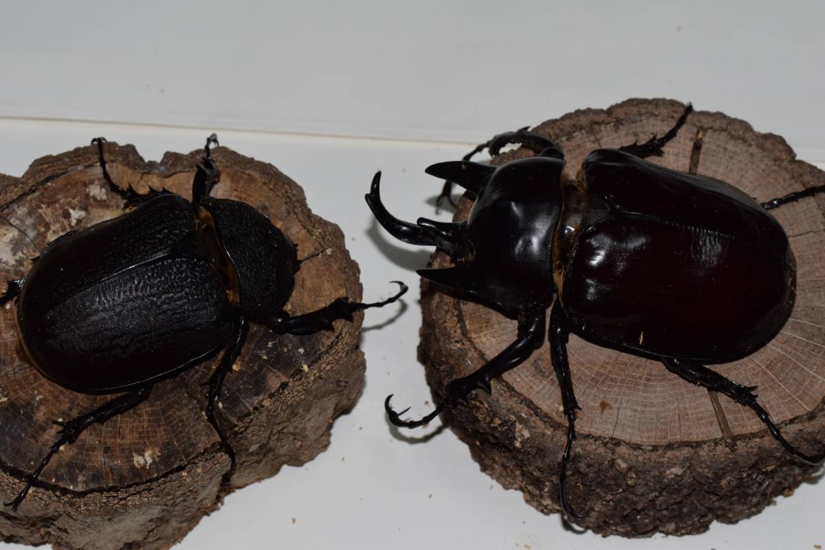 アクティオンゾウカブト　♂105　♀72　ペア　_1