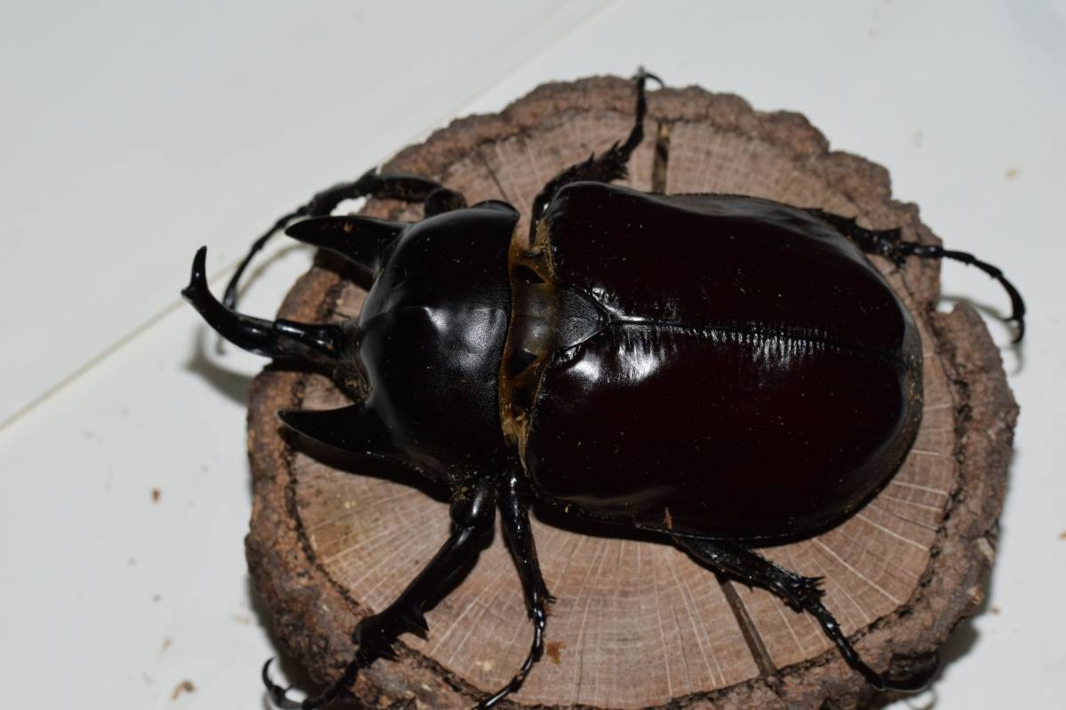 アクティオンゾウカブト　♂105　♀72　ペア　_2