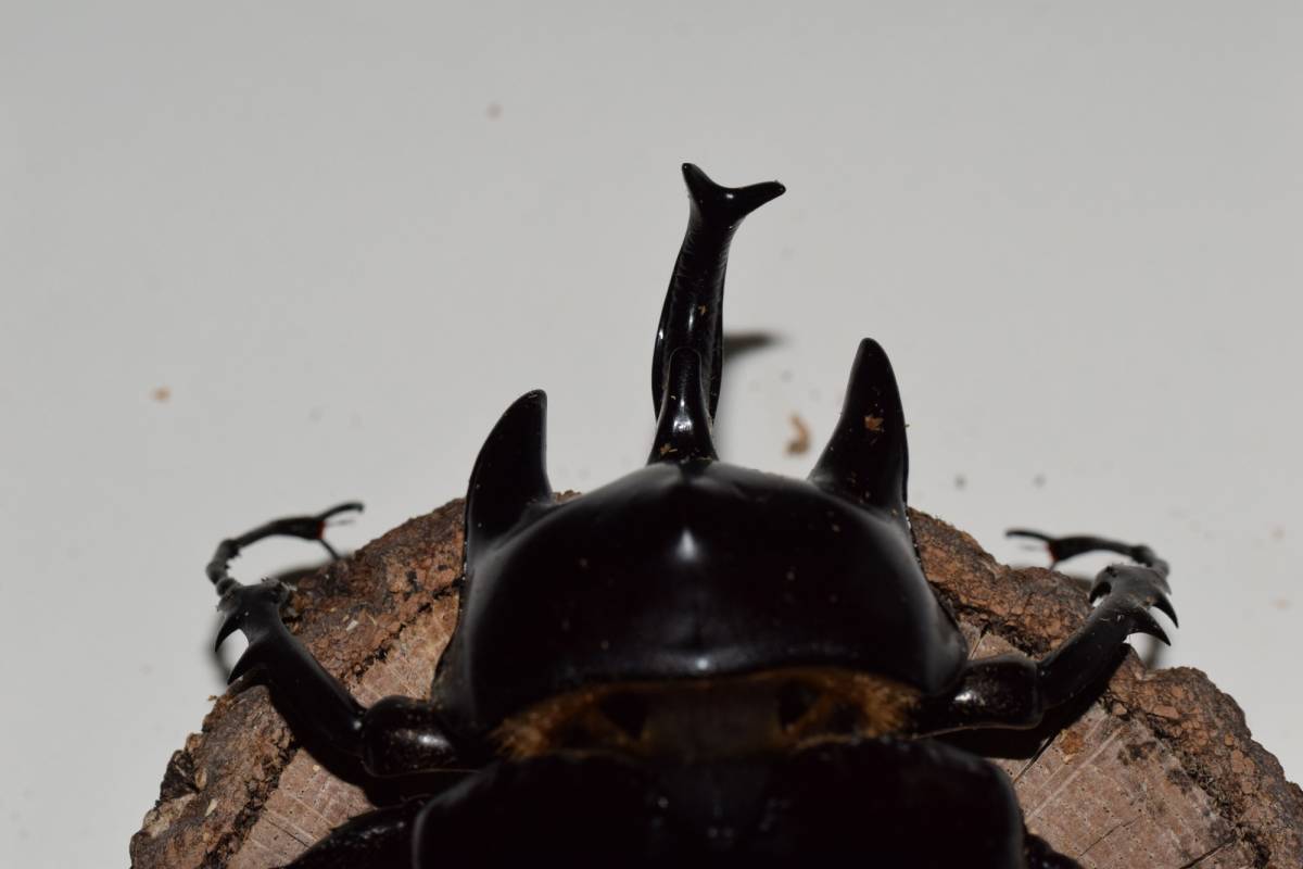 アクティオンゾウカブト　♂105　♀72　ペア　_4