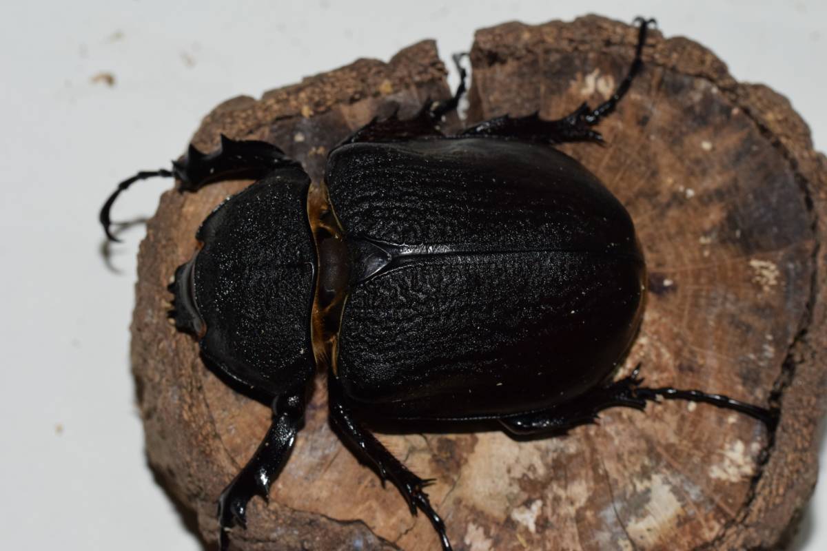 アクティオンゾウカブト　♂105　♀72　ペア　_5