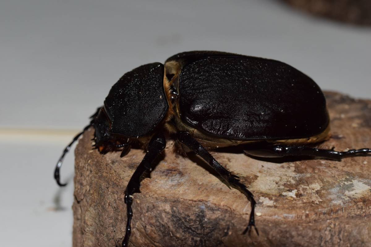 アクティオンゾウカブト　♂105　♀72　ペア　_6