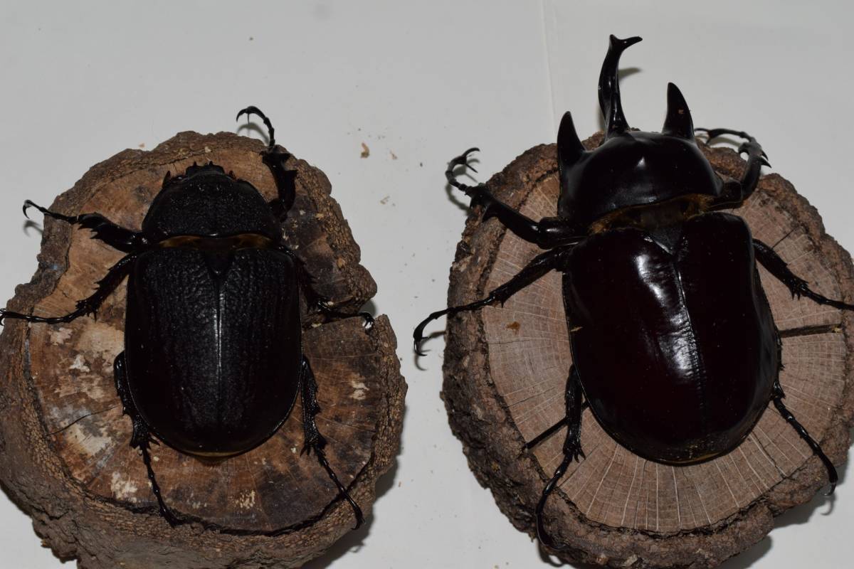 アクティオンゾウカブト　♂105　♀72　ペア　_7