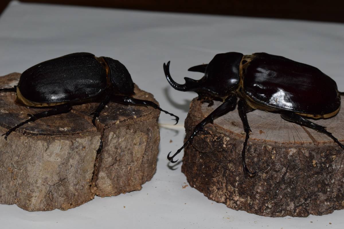 アクティオンゾウカブト　♂105　♀72　ペア　_8
