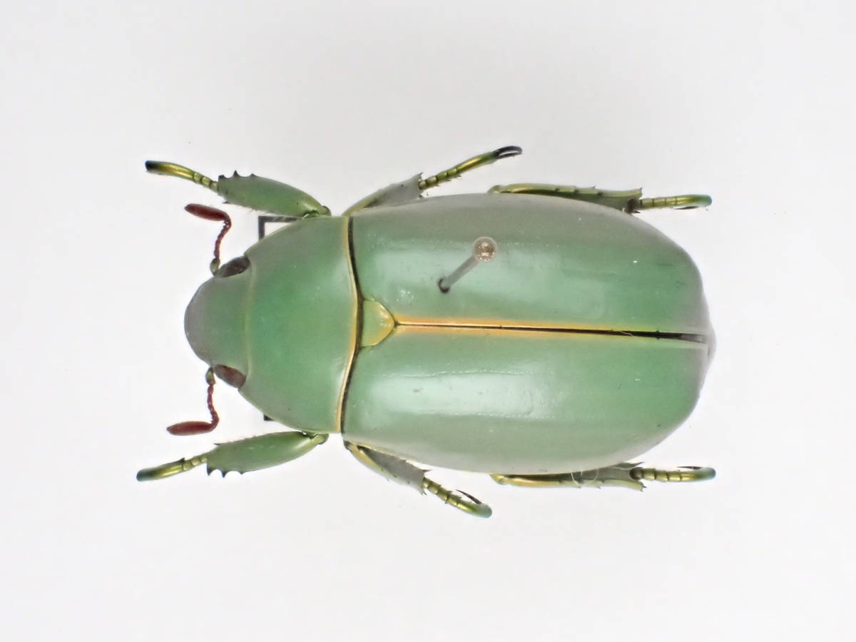 昆虫用品 26031 グロリオサウグイスコガネ