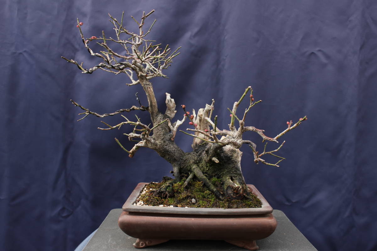 甲州野梅 [赤富士園] | ※花芽無し（昨年は1輪咲きました） Bonsai 