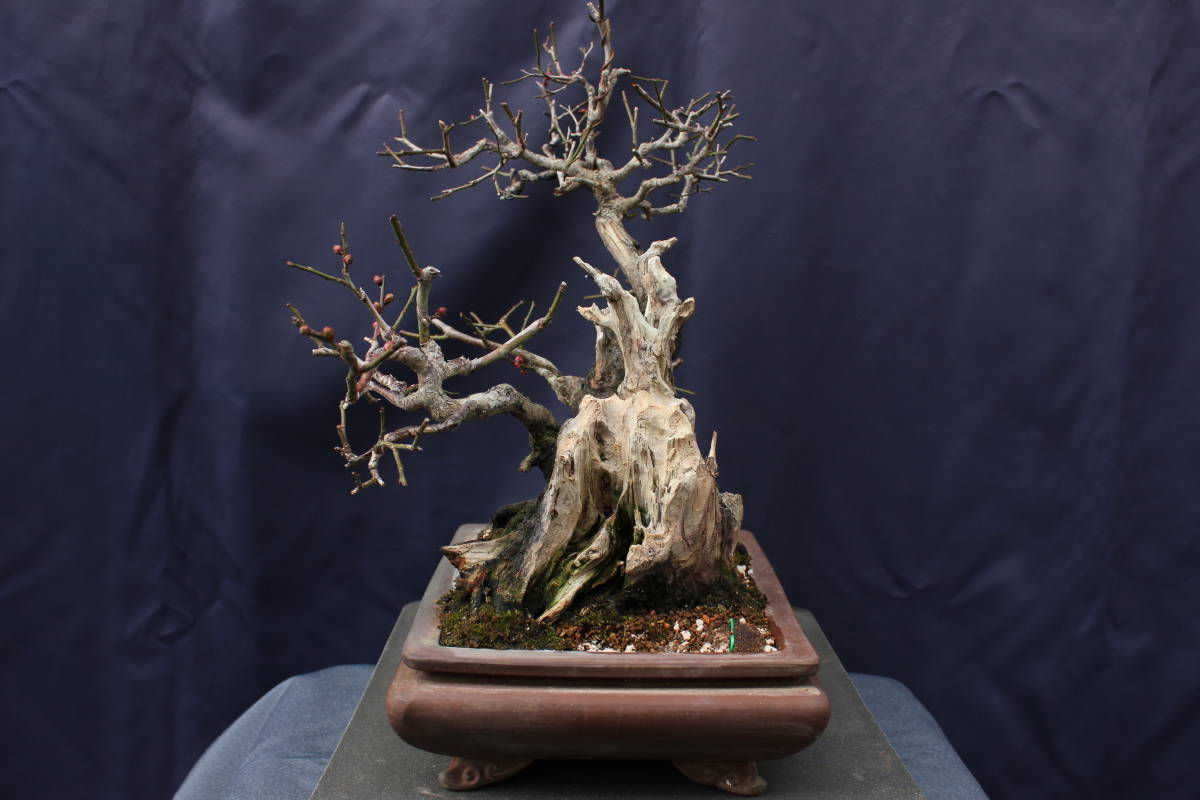 甲州野梅 [赤富士園] | ※花芽無し（昨年は1輪咲きました） Bonsai 