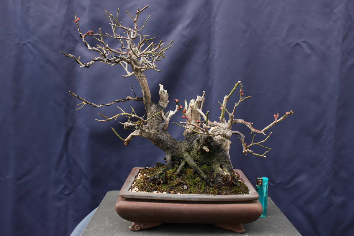 甲州野梅 [赤富士園] | ※花芽無し（昨年は1輪咲きました） Bonsai 