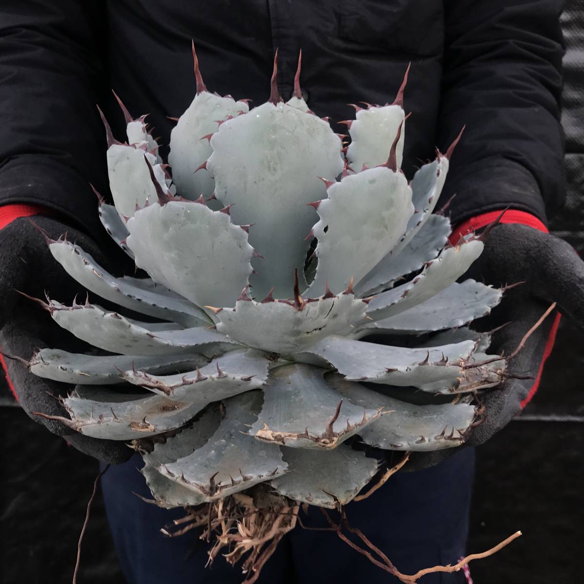 No.313【 AGAVE TITANOTA WHITE ICE 】特選株 アガベ チタノタ 