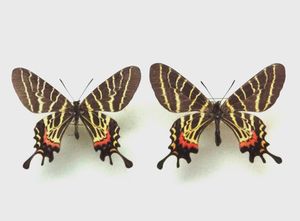 アゲハのYahoo!オークション(旧ヤフオク!)の相場・価格を見る｜Yahoo