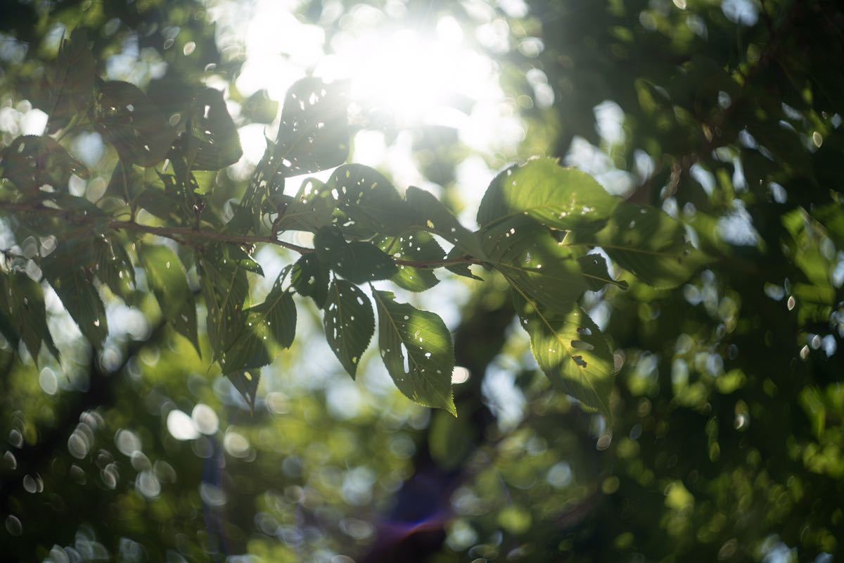 美品 Helios-44-2 58mm f2 ヘリオス ぐるぐるボケ オールドレンズ 単