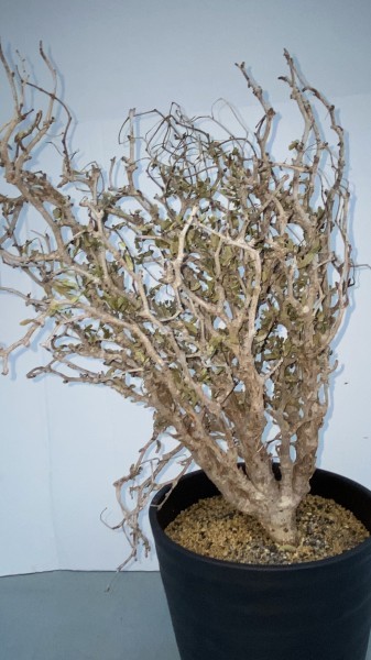 【塊根植物】センナ　メリディオナリス　大1’【現物は写真より大きい・新着・未発根・ついてる葉は一度落ちます・Senna meridionalis】
