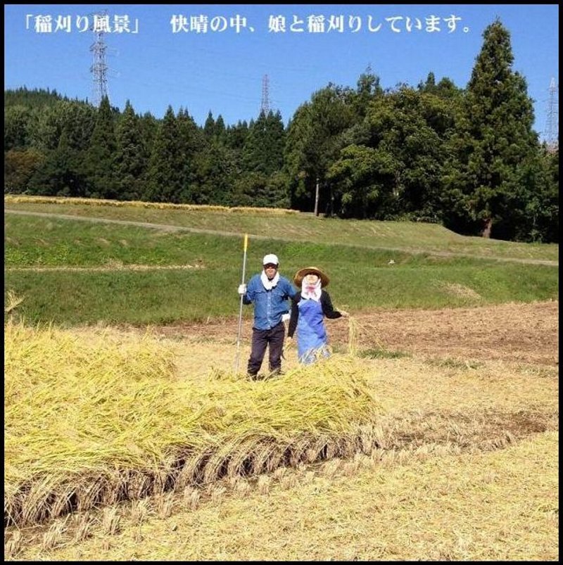 公式通販 魚沼産コシヒカリ 10キロ 令和6年産 白米 最安値に挑戦！