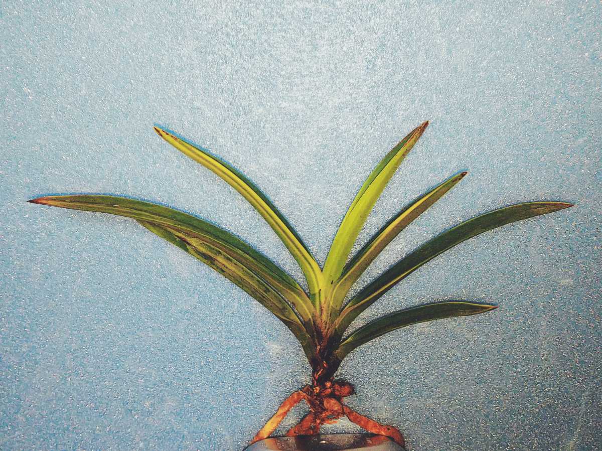 岡﨑爺さん引き取り品編】富貴蘭 黒牡丹黄縞覆輪（黄蝶） 岡