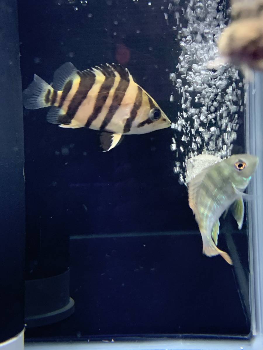 ダトニオプラスワン 14cm