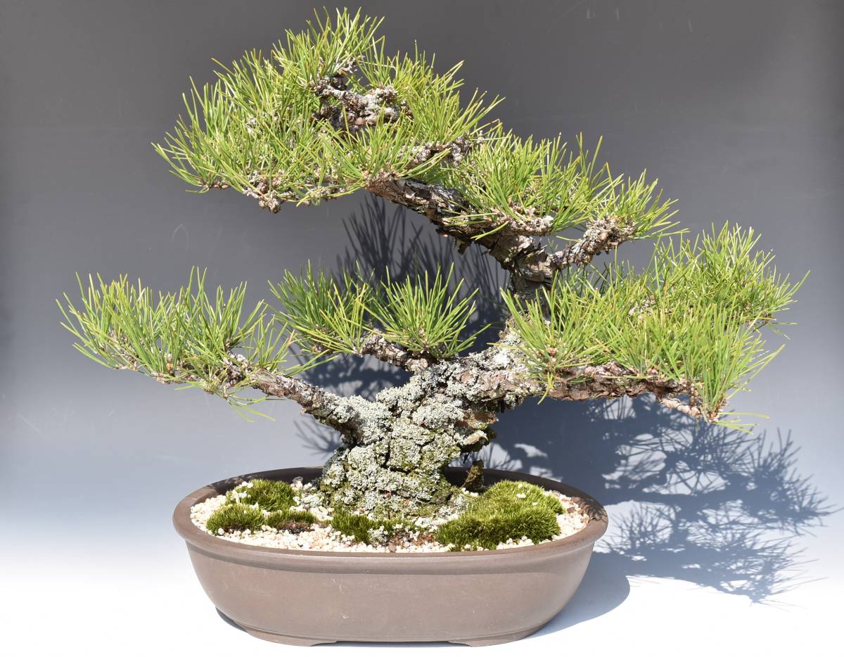三冬花 盆栽 黒松 中品 松伯 高さ約43㎝(松)|売買されたオークション情報、yahooの商品情報をアーカイブ公開 - オークファン ...