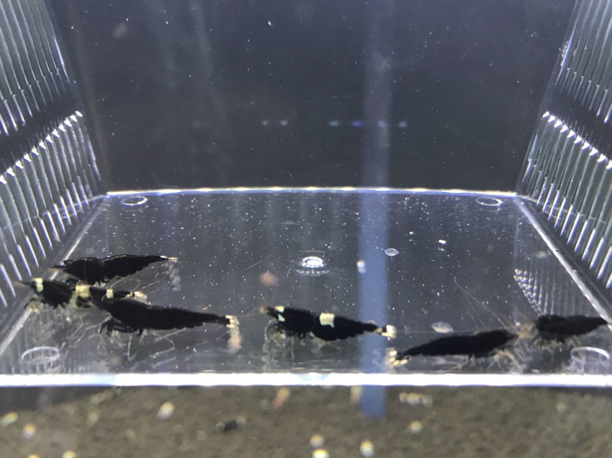 『内海老将 』002良く増えるブラックシャドーシュリンプ画像の5匹+α_1