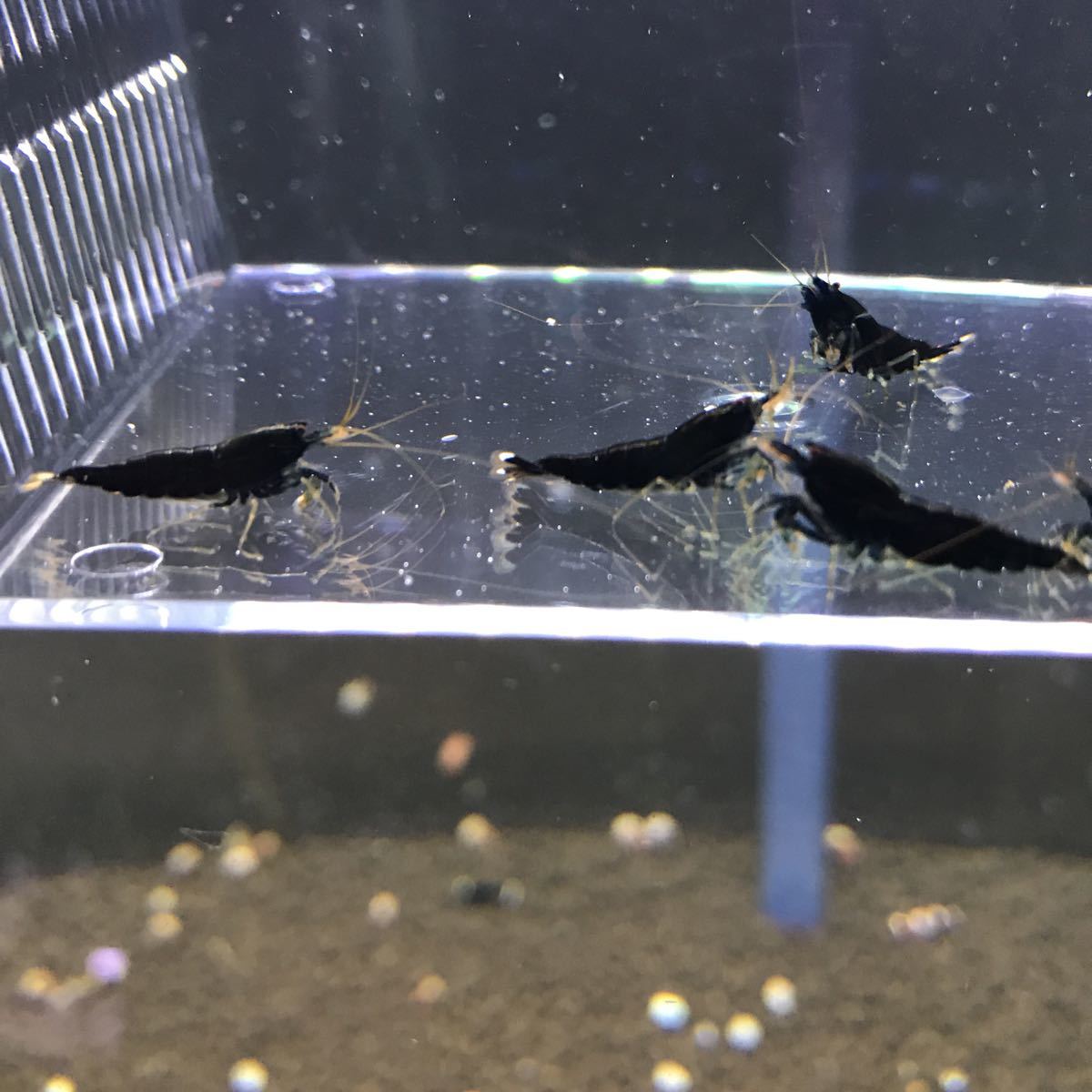 『内海老将 』002良く増えるブラックシャドーシュリンプ画像の5匹+α_2