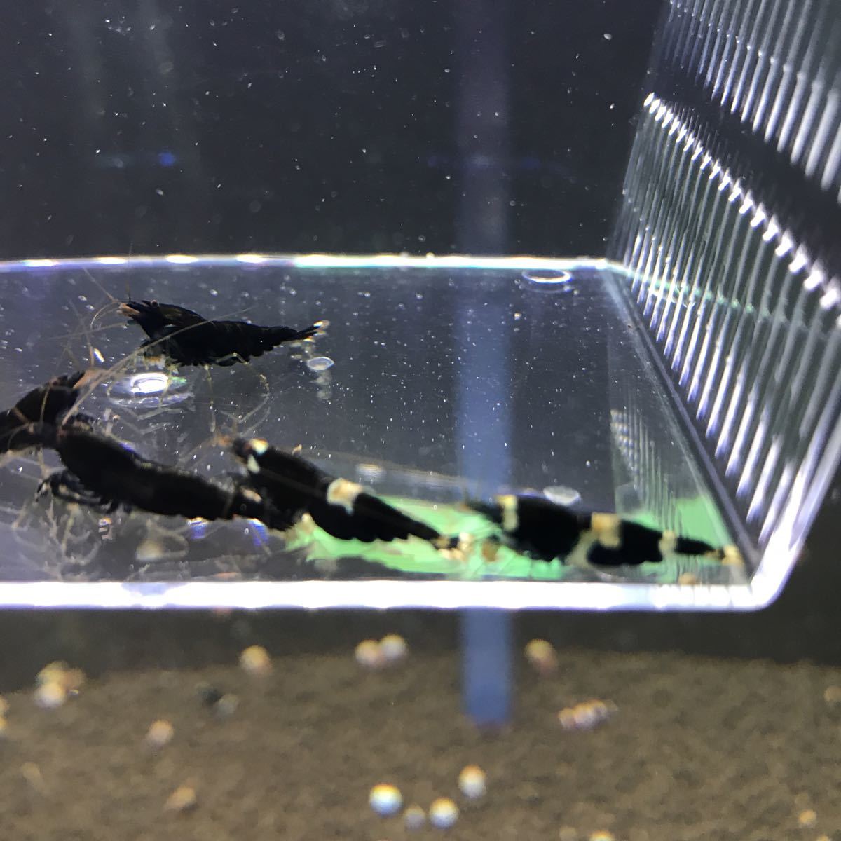 『内海老将 』002良く増えるブラックシャドーシュリンプ画像の5匹+α_3