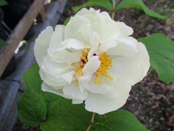 斑入り山野草 ヤマシャクヤク 白花多弁咲（白牡丹） 斑入りヤマ