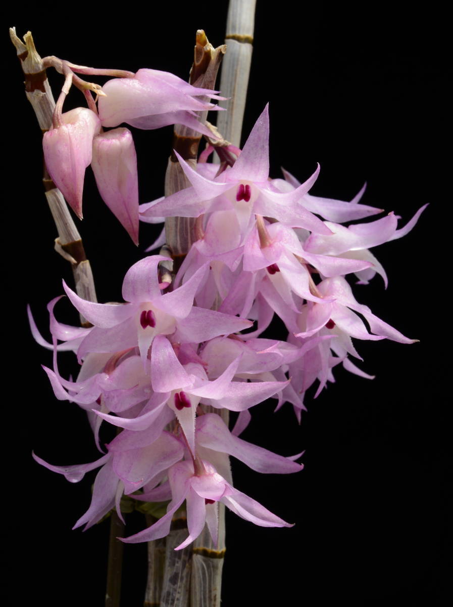 驚きの破格値，定番人気 洋蘭原種 171 最高の香り Den. bifurcatum デンドロビューム ビファーカタム(ラン)｜売買されたオークション情報、yahooの商品情報をアーカイブ公開 - オークファン ラン