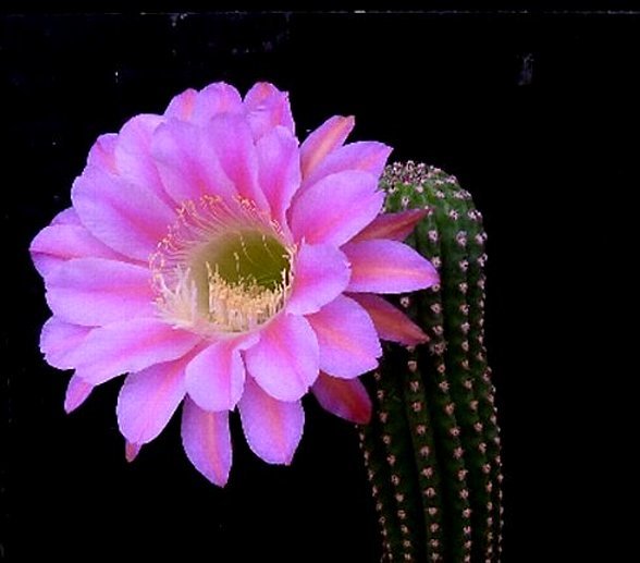 花サボテン ☆ 幡桃丸 大苗 花、園芸 サボテン 【公式通販】