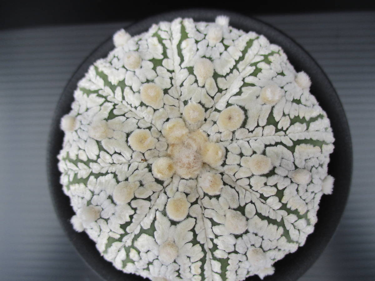 サボテン・多肉　　スーパー兜①　実生　W7.5cm 2.5号 園芸ネット本店｜アストロフィツム：スーパー兜（かぶと）実生株 スーパー兜 園芸ネット本店｜アストロフィツム：スーパー兜丸（実生）22-03／2.5号 園芸ネット本店｜アストロフィツム：スーパー兜丸（実生）22-01／2.5号 ミラクル兜の実生*幅3.5ｃｍ