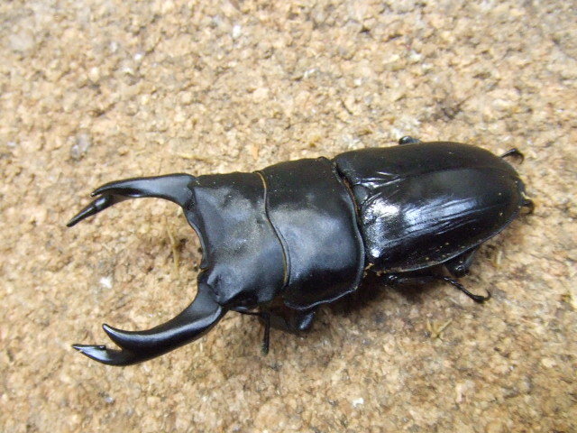 能勢YG血統 オオクワガタ 79X48 成虫ペア 8384