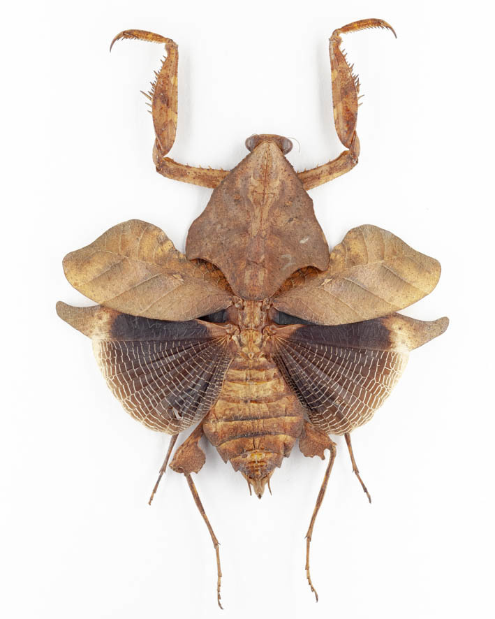 Gromphadorhina 1.5 oblongonota 0 to | roach) hissing (Giant inch