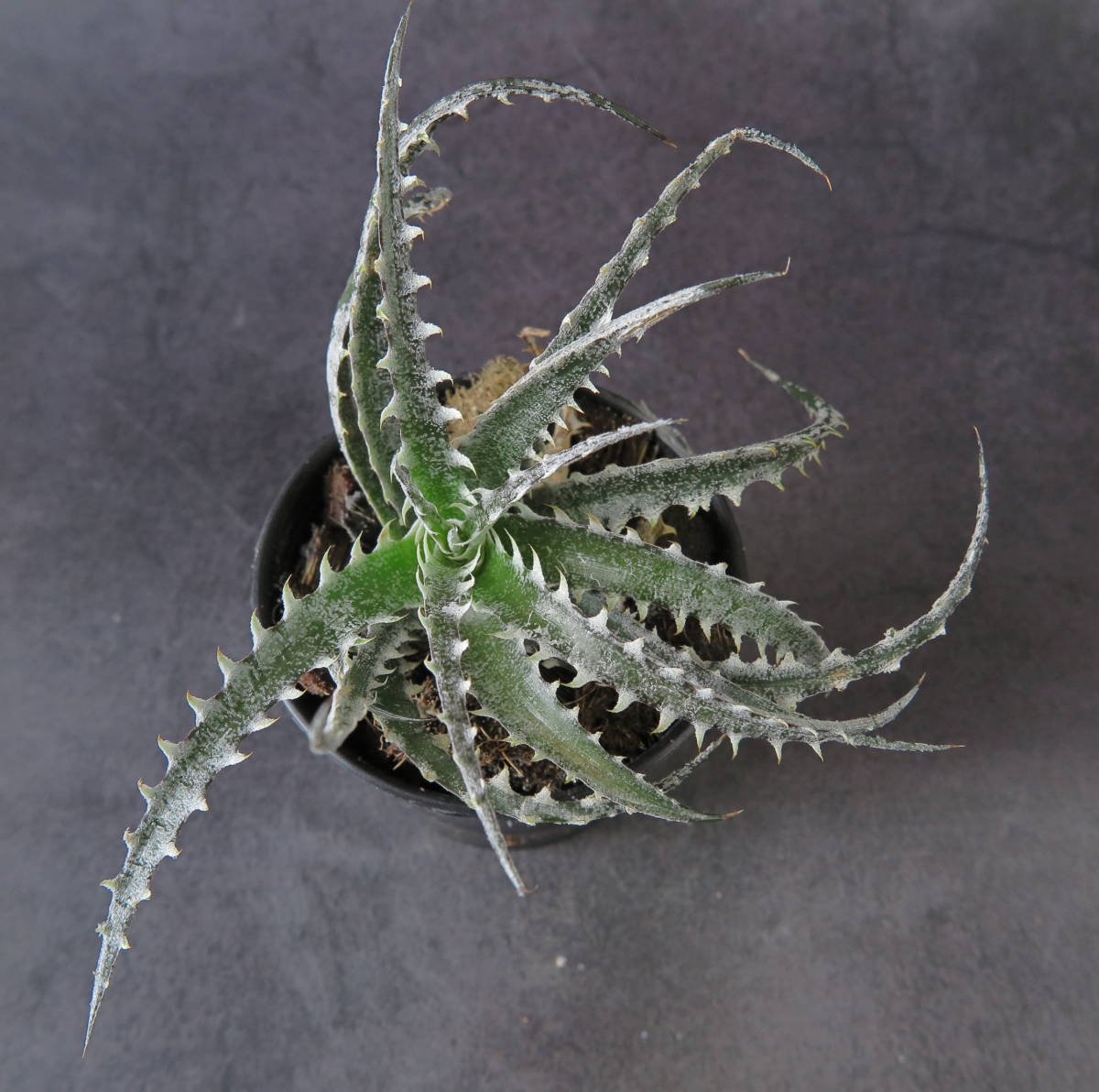 ディッキア ソミスライツ Dyckia Somis Lights Dyckia x ディッキア 'Quantum' | ☆ PSA04 'Mercury' - メルカリ