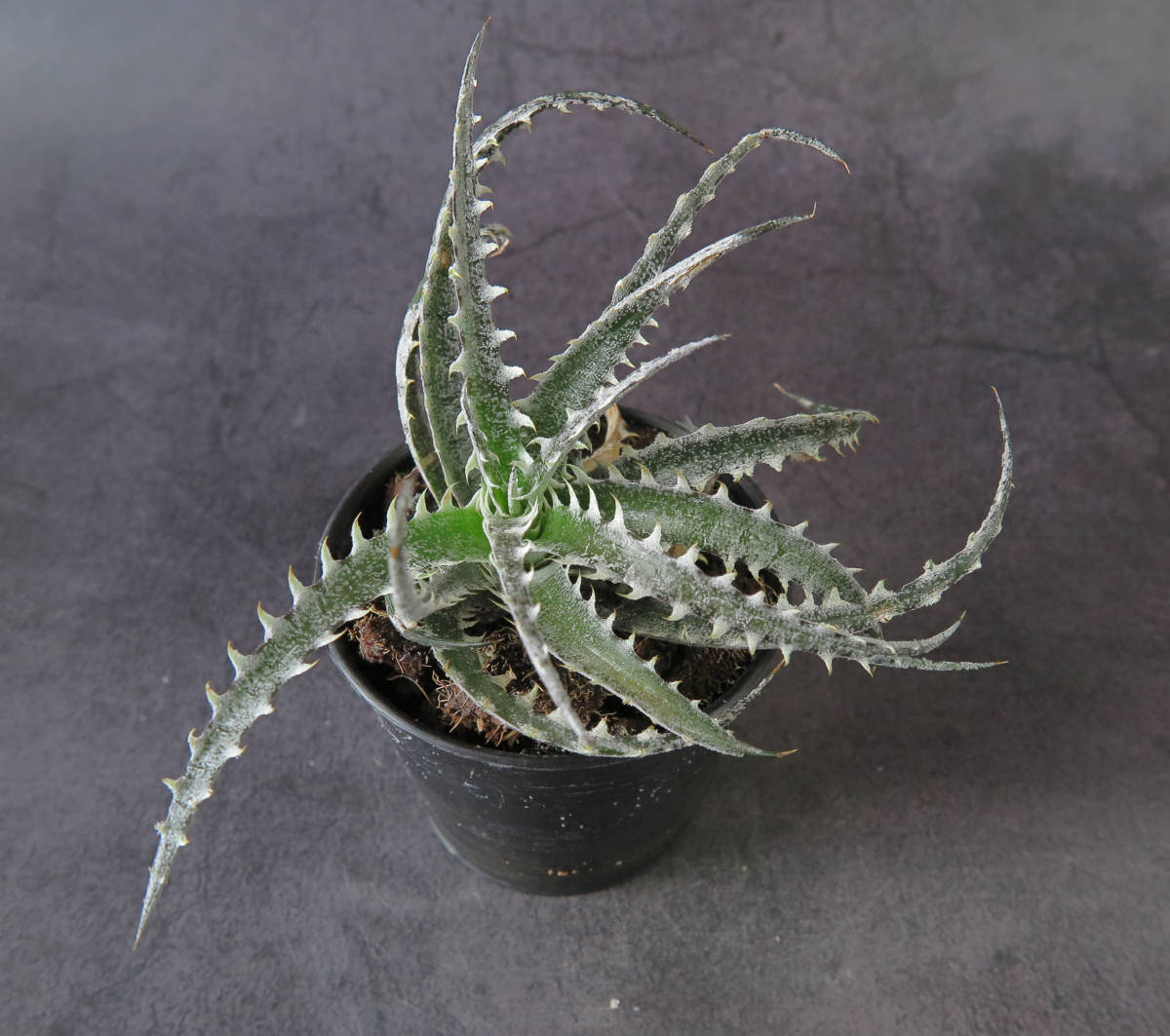 Dyckia x ディッキア 'Quantum' | ☆ PSA04 'Mercury' - メルカリ