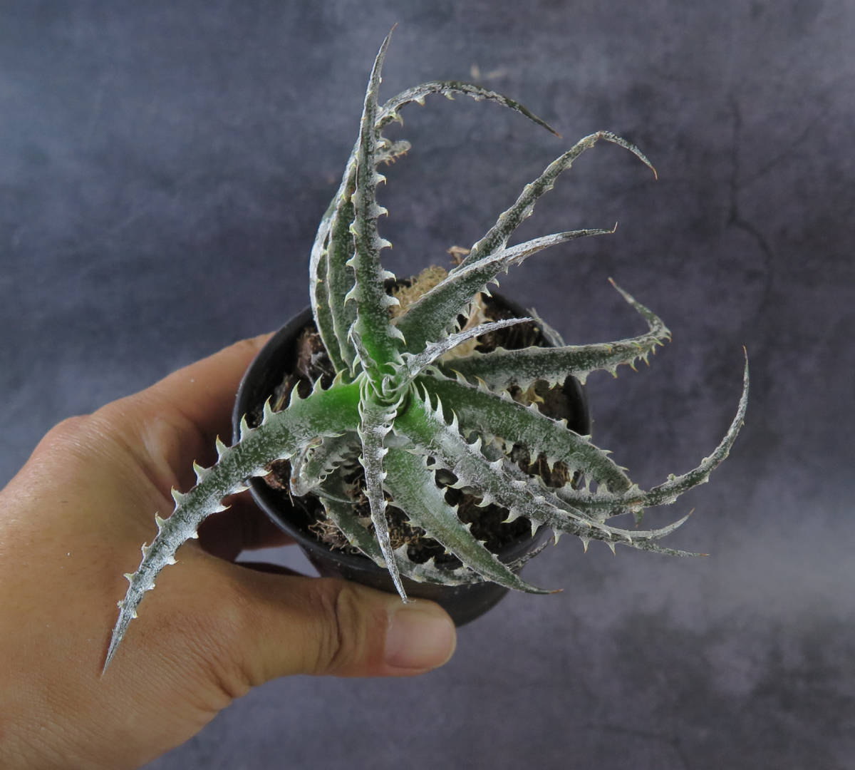 Dyckia x ディッキア 'Quantum' | ☆ PSA04 'Mercury' - メルカリ