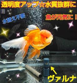 水槽の水質改善に！【ヴァルナミニ8センチ】有害物質を強力抑制