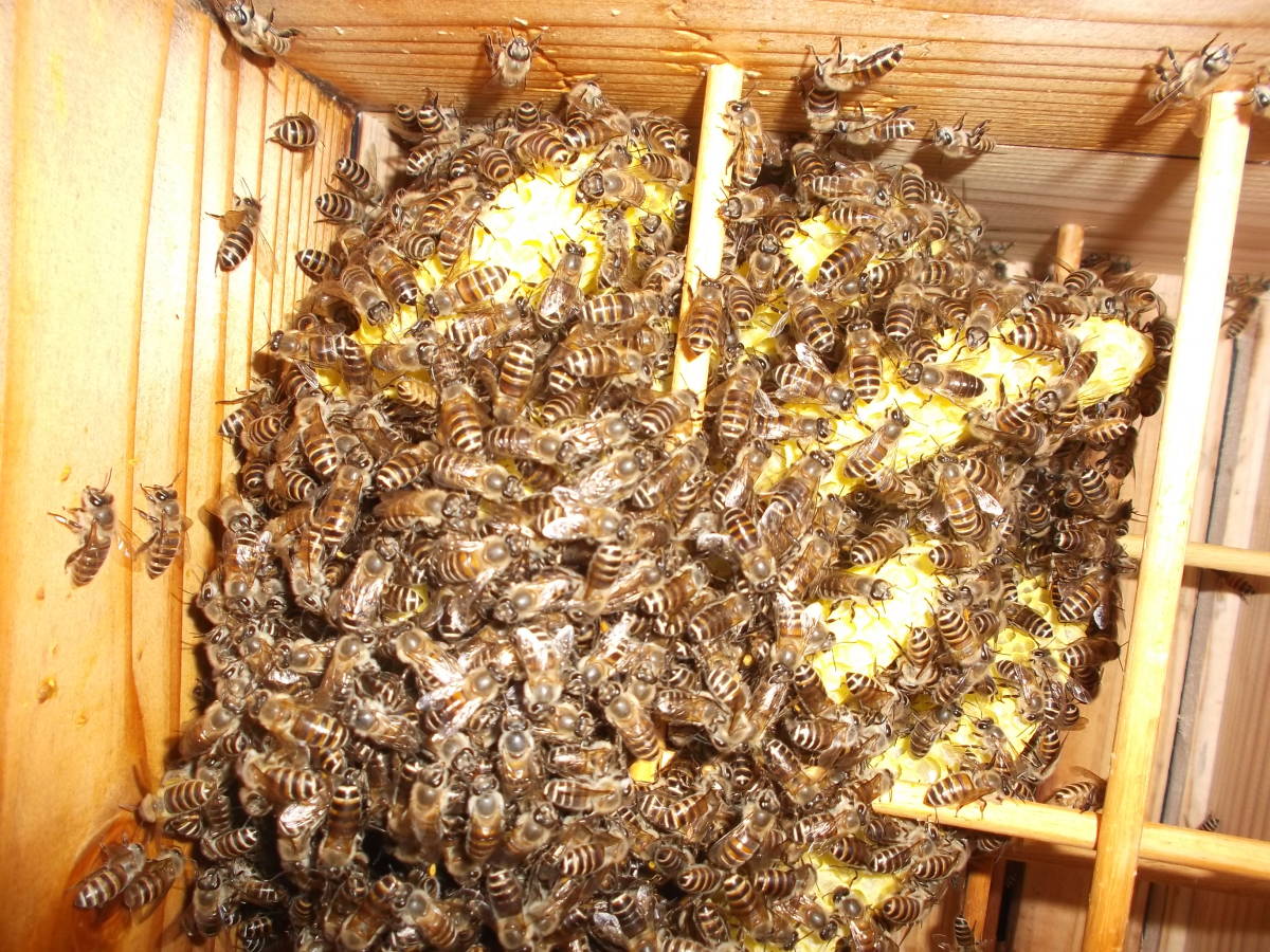 日本蜜蜂 強群 新女王蜂入り みつばち 分蜂群 ミツバチ 重箱式 巣箱 巣門箱a式仕様 特典有 蜂蜜 受粉用 No 7 虫類 売買されたオークション情報 Yahooの商品情報をアーカイブ公開 オークファン Aucfan Com