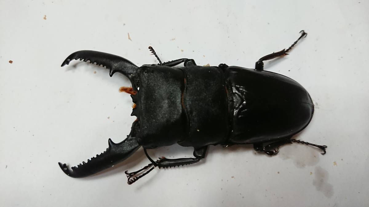 パラワンオオヒラタ♂96mm+♀3頭 大型血統