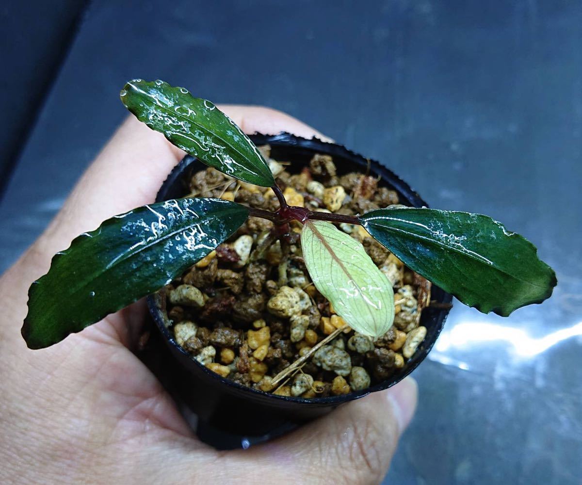 JJ】Bucephalandra sp. Deep purple “AZ1011-XX” ブセファランドラ