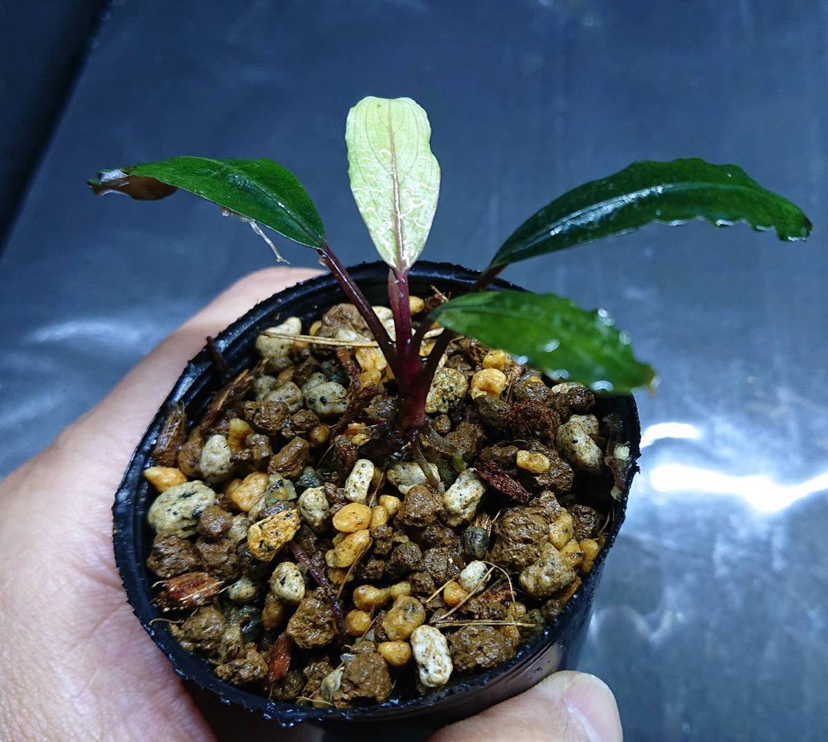 JJ】Bucephalandra sp. Deep purple “AZ1011-XX” ブセファランドラ