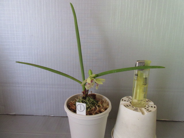 ナゴラン交配種①開花中 ☆洋蘭・フウラン・セッコク・山野草