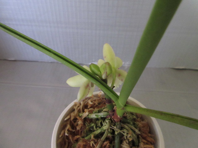 ナゴラン交配種①開花中 ☆洋蘭・フウラン・セッコク・山野草