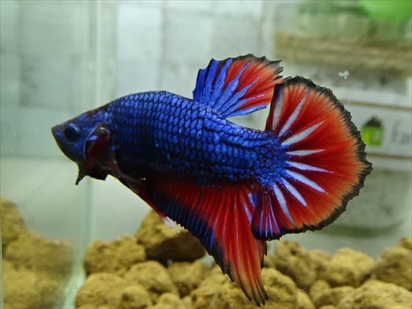 Kinako Farm 国産 ベタ プラカット 0618 2742 Betta ベタ 売買されたオークション情報 Yahooの商品情報をアーカイブ公開 オークファン Aucfan Com