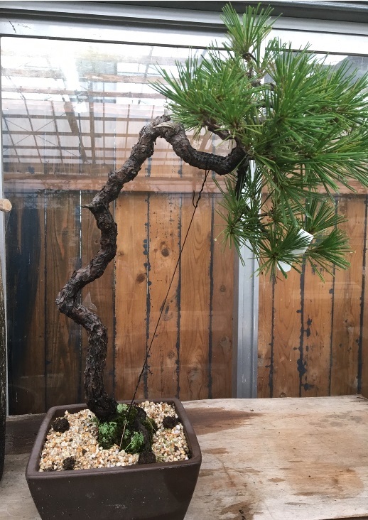 □阿波めだか一番館☆盆栽部□黒松（文人木）□盆栽□BONSAI