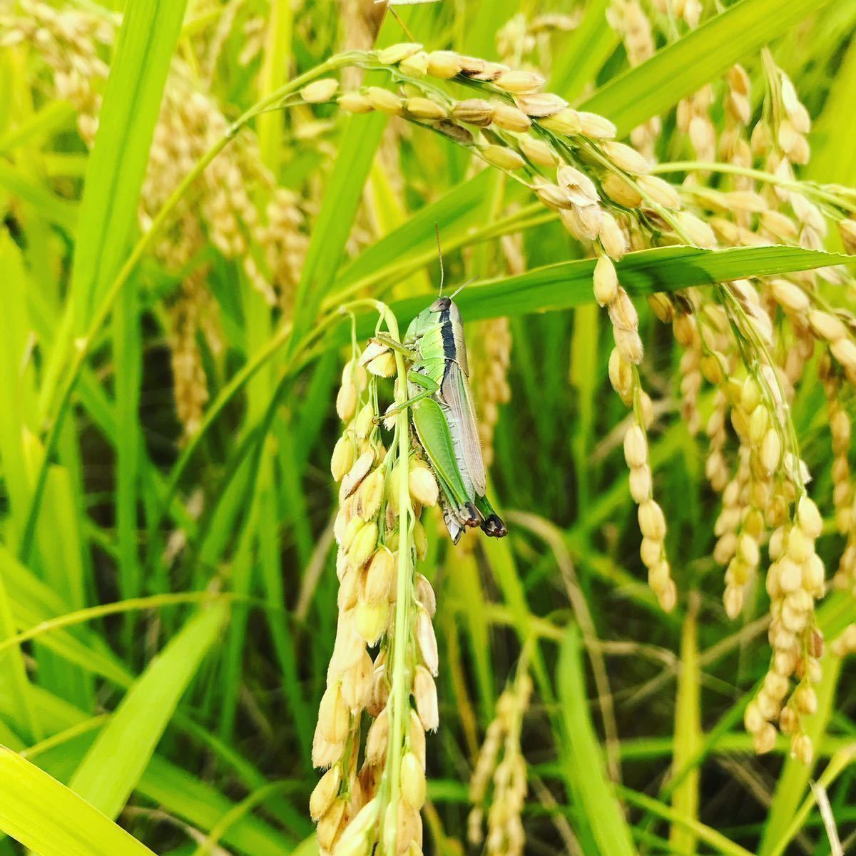 赤字価格 ☆ 令和 元年産 新米 会津 産 こしひかり 一等米 白米 約 9kg 玄米 10kg を精米後、安い 美味い 安心 安全 ☆ うまいこめ _10