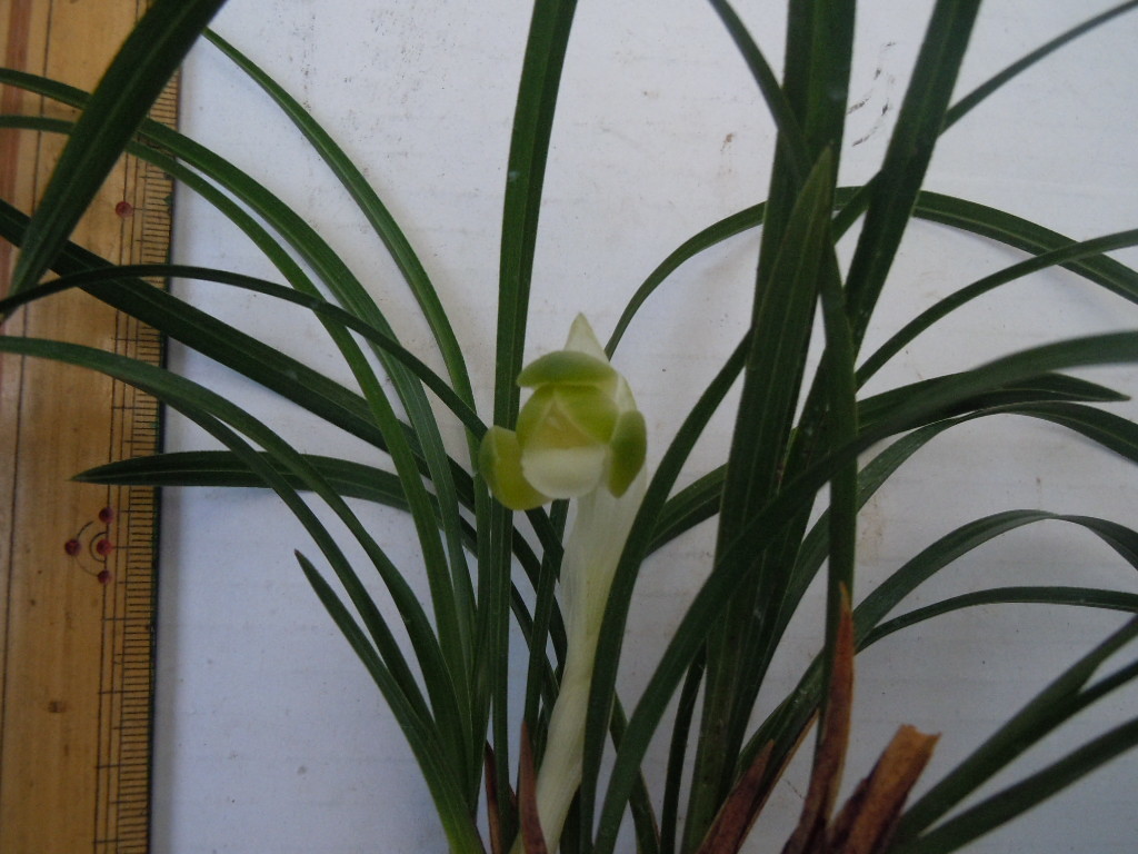 日本春蘭　彗星　素心　一休みたいな花