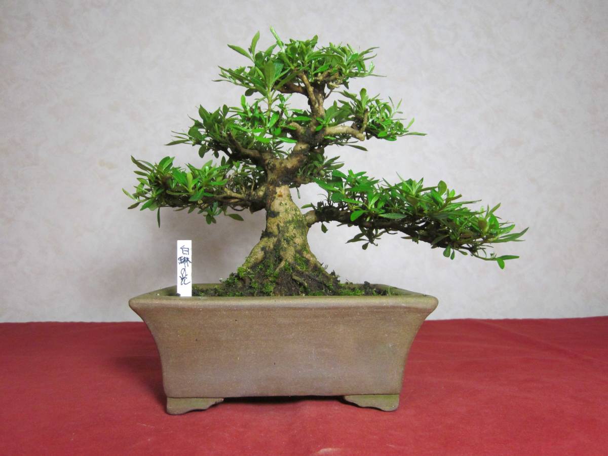皐月 白琳の光 根張り良い足元の模様木 持込の小品