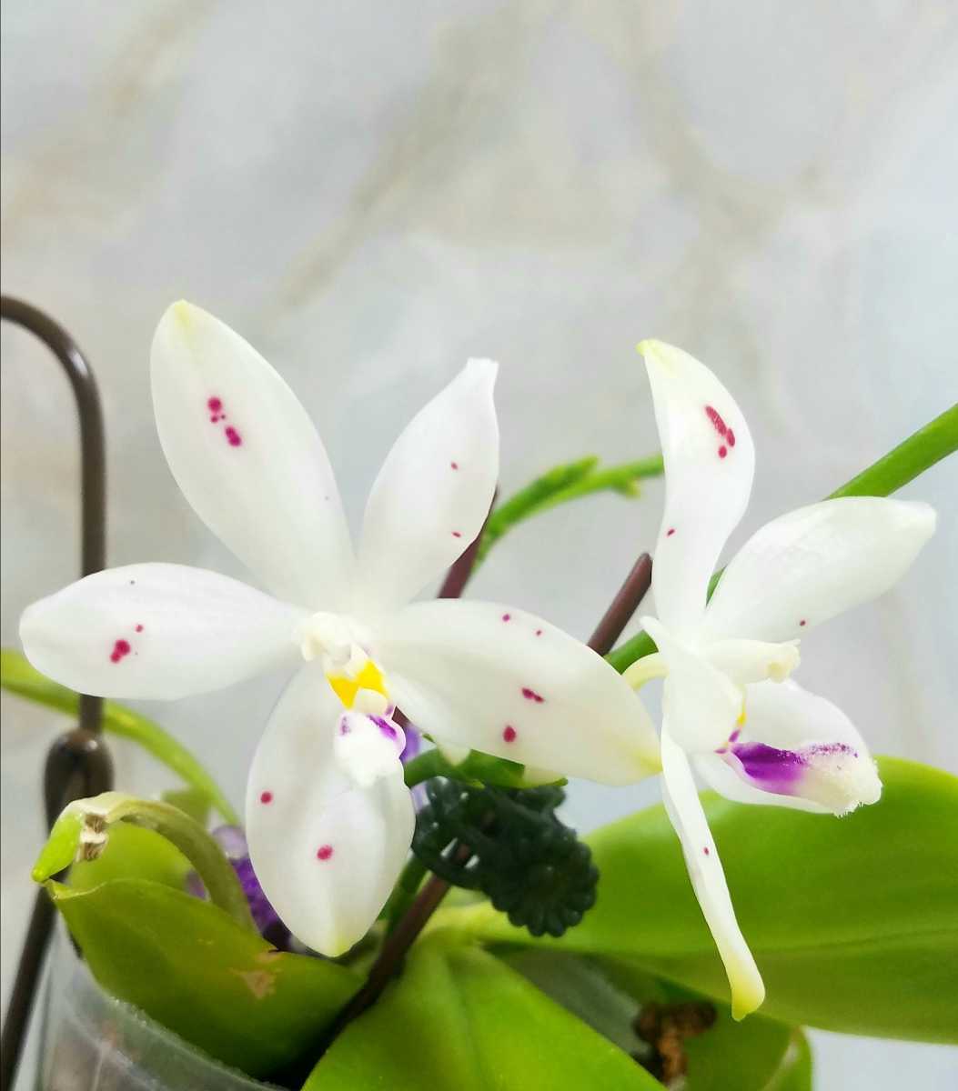 【 ★台湾直輸入品 洋蘭 ファレノプシス 胡蝶蘭 Phal. speciosa Purple x Coffee SM/TOGA 実生 赤茶 点花】