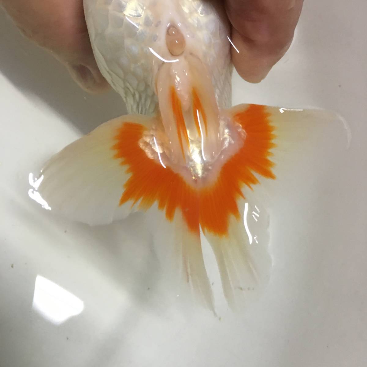 金魚 |