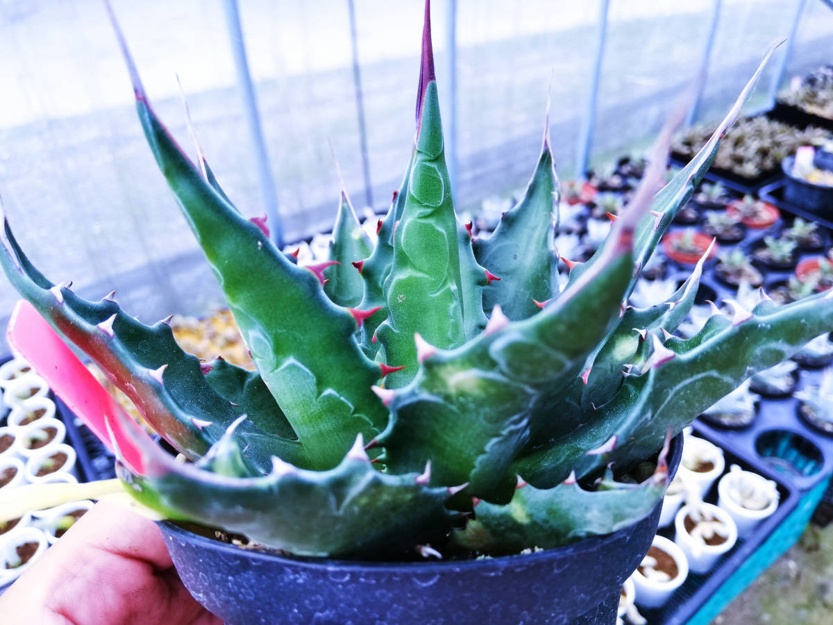 [ぺてぃのお店] アガベ モンタナ Agave montana 'LONG SPINE' モンタナ