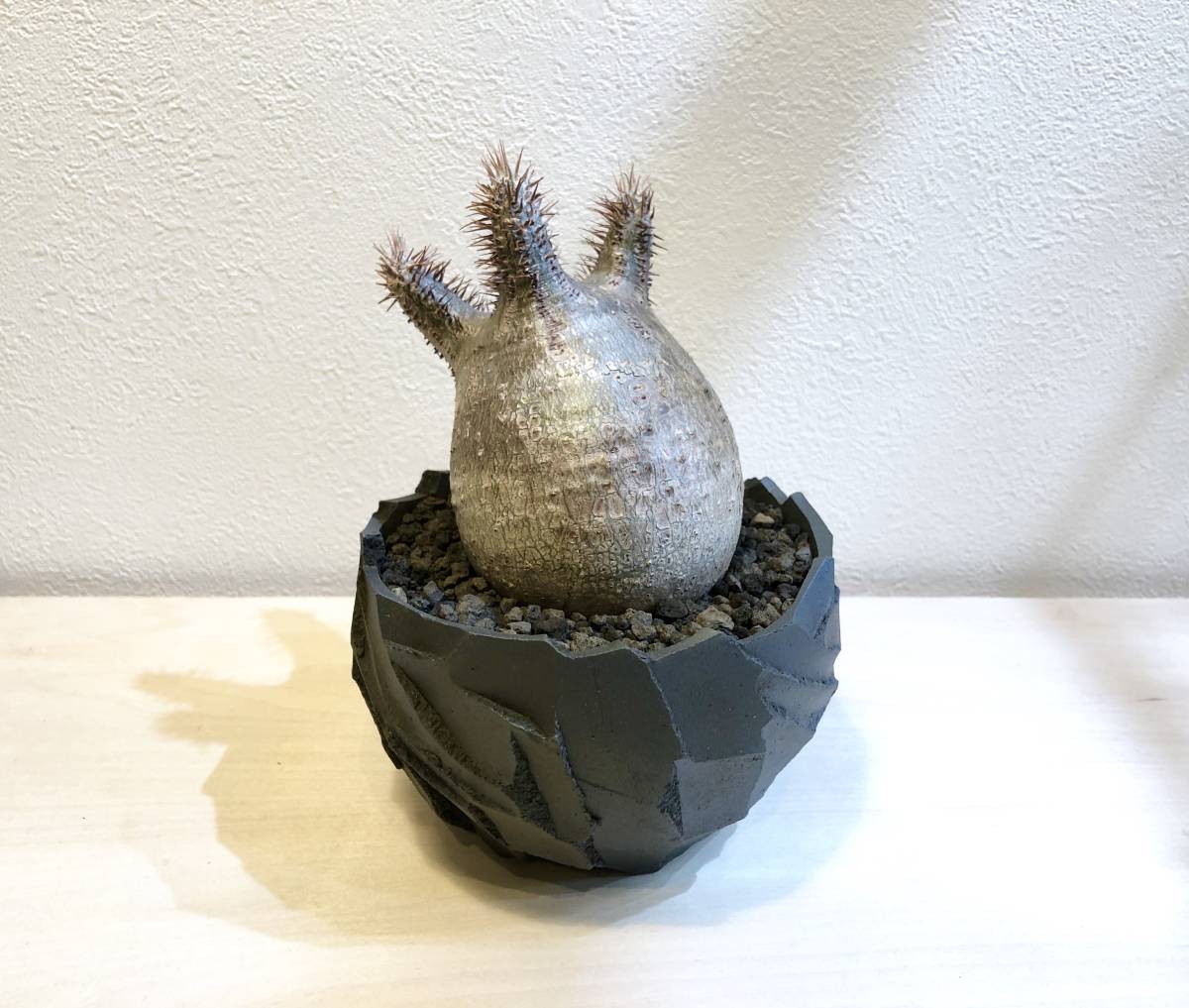特選 パキポディウム グラキリス まん丸 コレクション 発根済 botanize