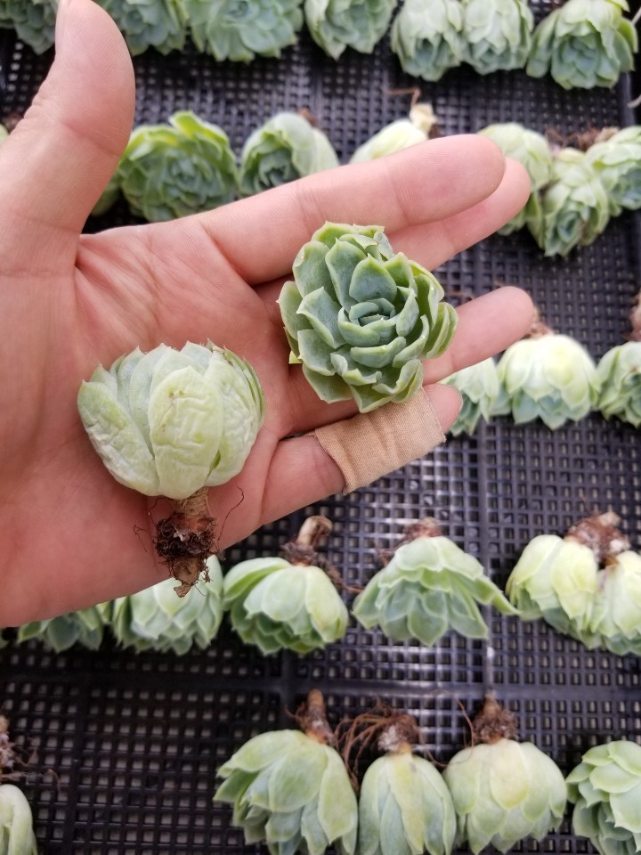 赤字超特価，定番 韓国多肉植物 韓国苗 エケベリア Echeveria 24ホワイトフロスト 35個 岡山在庫 07/28岡山発送(サボテン)｜売買されたオークション情報、yahooの商品情報をアーカイブ公開 - オークファン サボテン