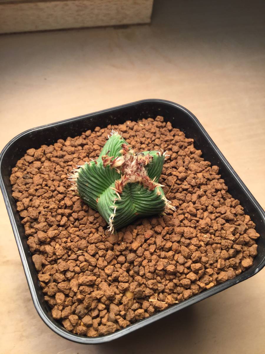 アズテキウム 紅籠 接ぎ木苗 サボテン #アズテキウム #紅籠錦 接木して